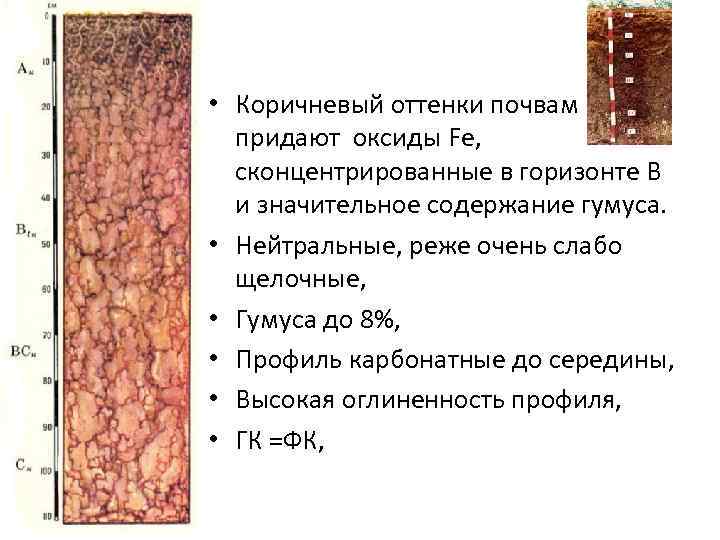  • Коричневый оттенки почвам придают оксиды Fe, сконцентрированные в горизонте В и значительное