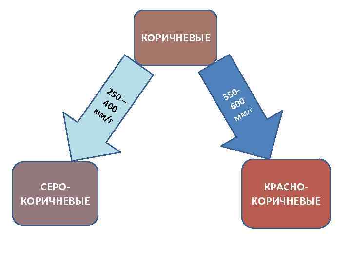КОРИЧНЕВЫЕ 25 0 40 – мм 0 /г СЕРОКОРИЧНЕВЫЕ 50 5 0 60 /г