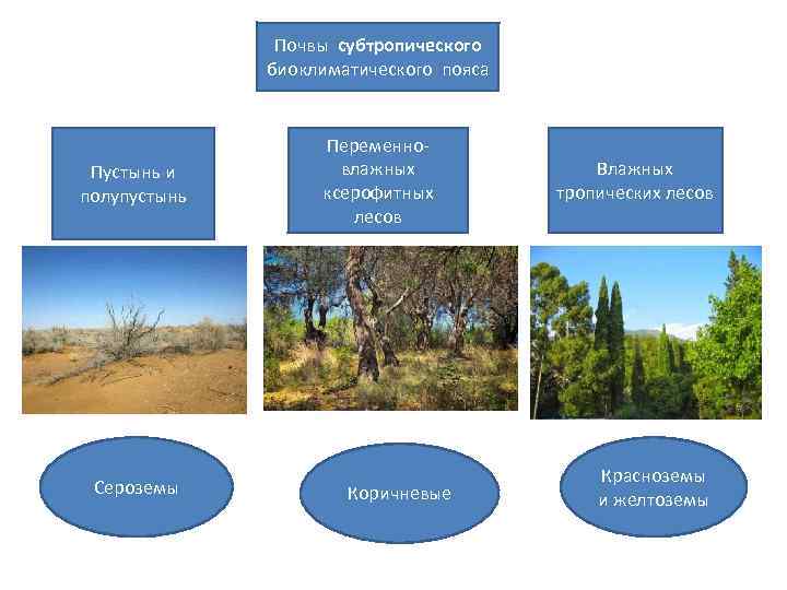 Почвы субтропического биоклиматического пояса Пустынь и полупустынь Сероземы Переменновлажных ксерофитных лесов Коричневые Влажных тропических