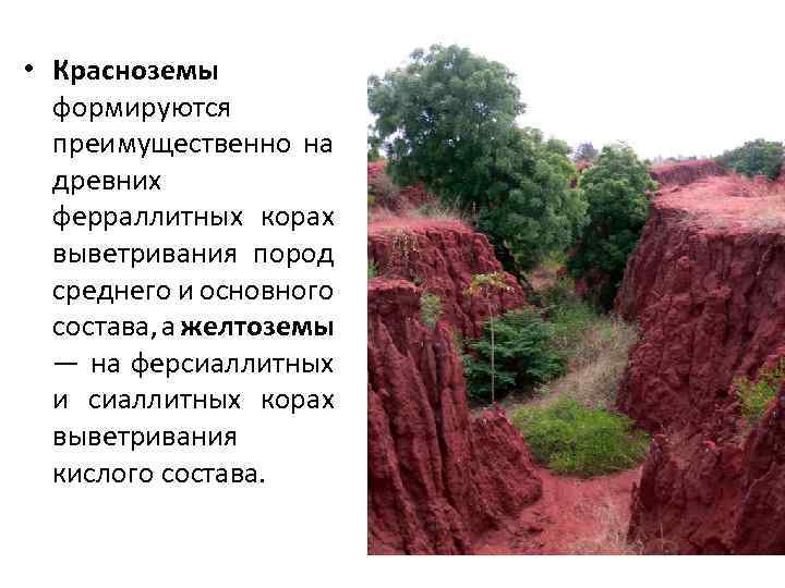  • Красноземы формируются преимущественно на древних ферраллитных корах выветривания пород среднего и основного