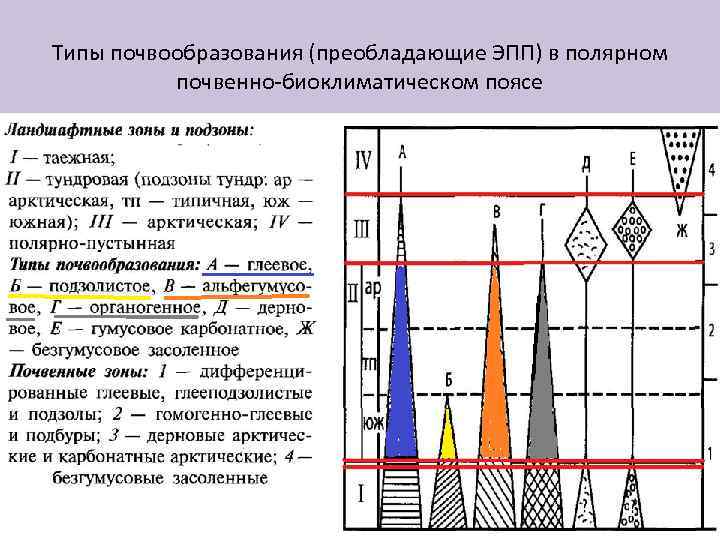 Типы почвообразования (преобладающие ЭПП) в полярном почвенно-биоклиматическом поясе 