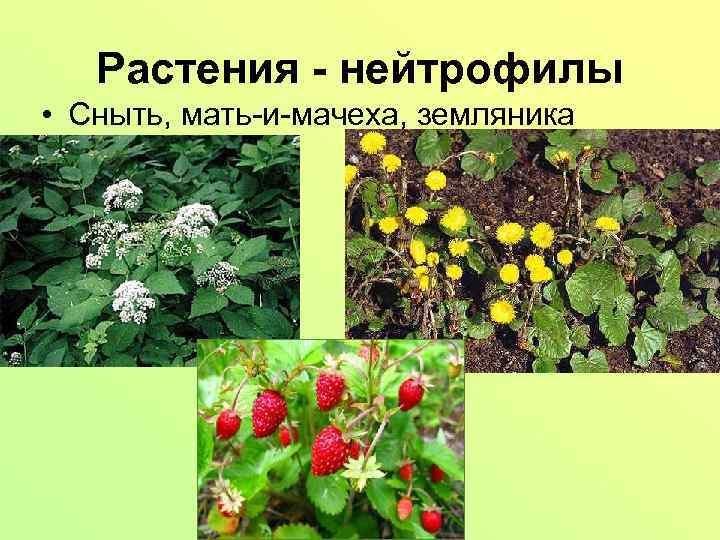 Растения - нейтрофилы • Сныть, мать-и-мачеха, земляника 