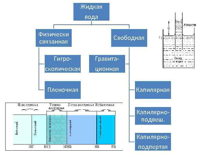 Жидкая вода Физически связанная Свободная Гигро- Гравита- скопическая ционная Пленочная Капилярноподвеш. Капилярноподпертая 