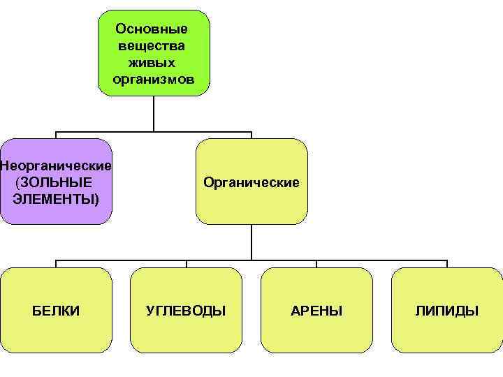Основные вещества живых организмов Неорганические (ЗОЛЬНЫЕ ЭЛЕМЕНТЫ) БЕЛКИ Органические УГЛЕВОДЫ АРЕНЫ ЛИПИДЫ 