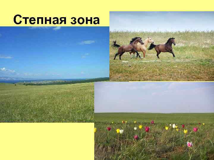 Степная зона 