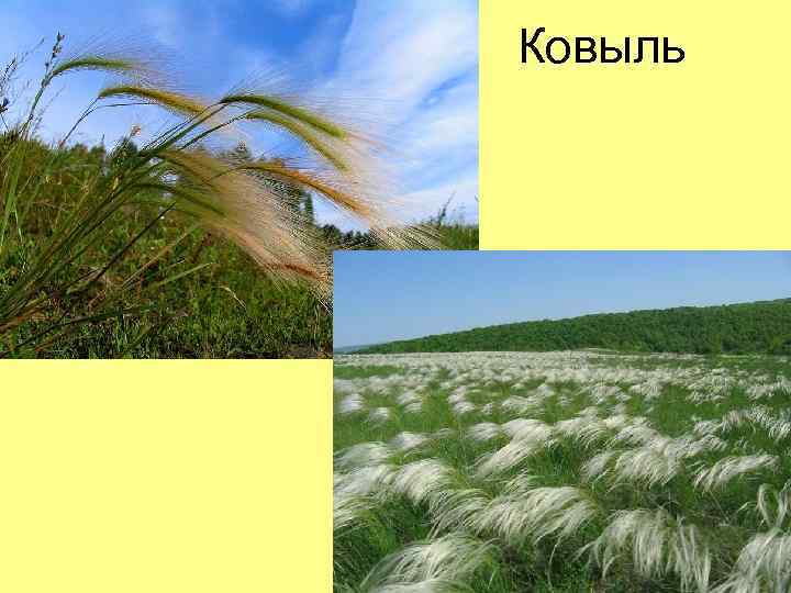 Ковыль 