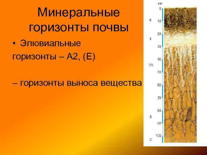 Минеральные горизонты почвы • Элювиальные горизонты – А 2, (Е) – горизонты выноса вещества