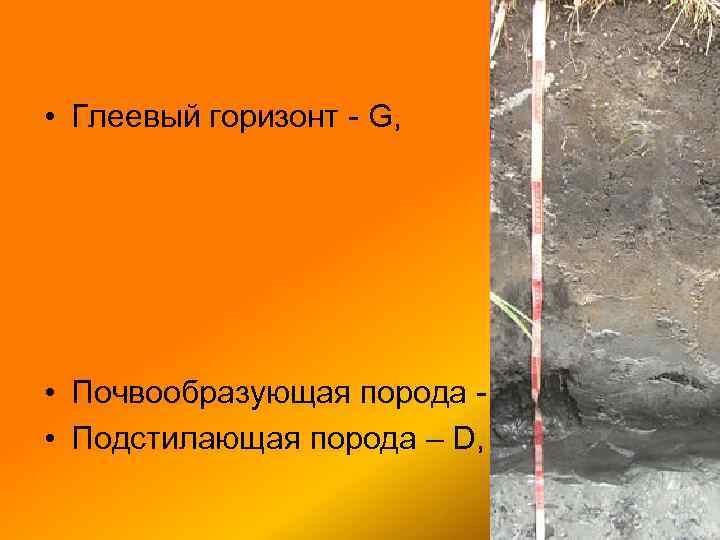  • Глеевый горизонт - G, • Почвообразующая порода - С, • Подстилающая порода