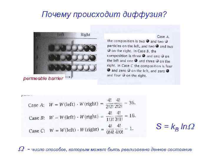 Почему происходит диффузия? permeable barrier S = k. B ln - число способов, которым