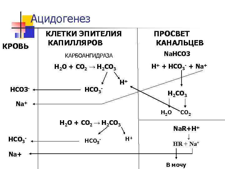 Ацидогенез КРОВЬ КЛЕТКИ ЭПИТЕЛИЯ КАПИЛЛЯРОВ ПРОСВЕТ КАНАЛЬЦЕВ Na. HCO 3 КАРБОАНГИДРАЗА H+ + HCO