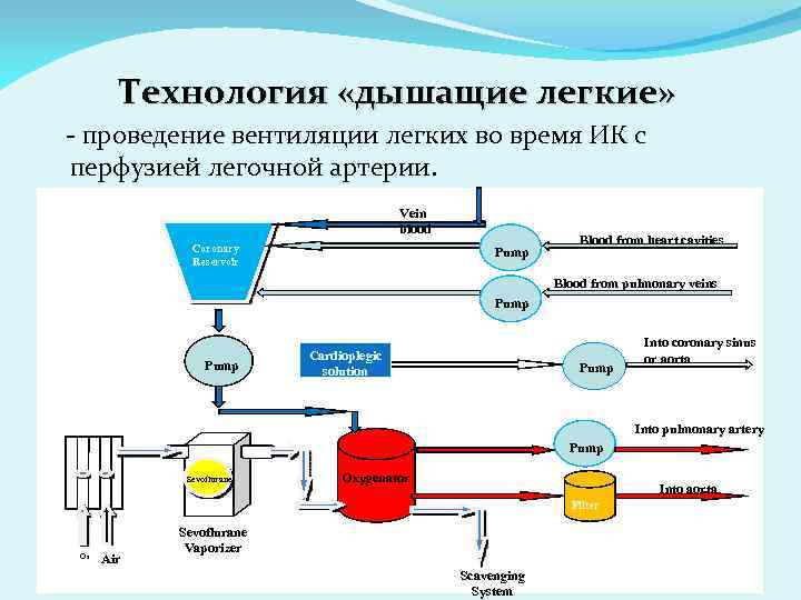 Технология «дышащие легкие» - проведение вентиляции легких во время ИК с перфузией легочной артерии.