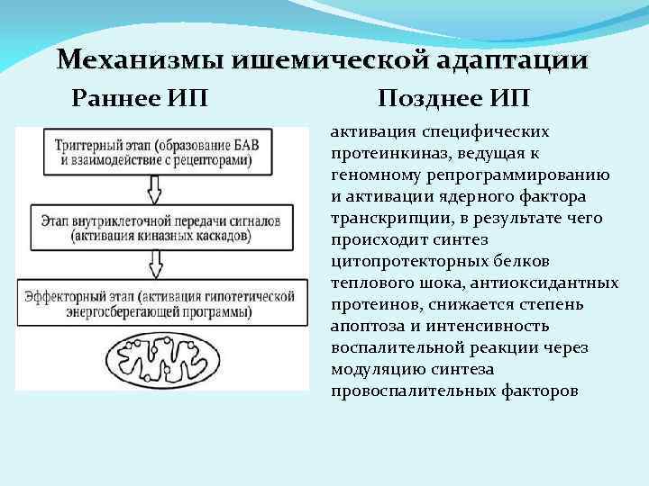 Механизмы ишемической адаптации Раннее ИП Позднее ИП активация специфических протеинкиназ, ведущая к геномному репрограммированию