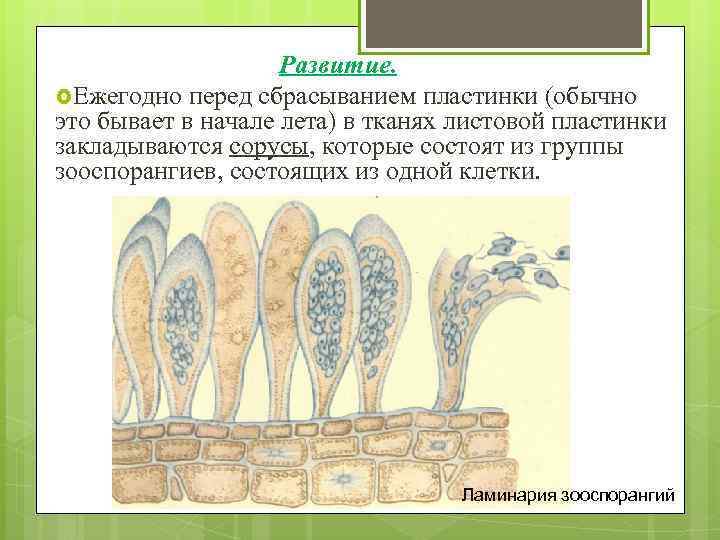 Развитие. Ежегодно перед сбрасыванием пластинки (обычно это бывает в начале лета) в тканях листовой