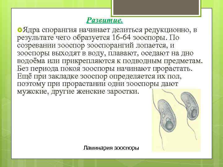 Развитие. Ядра спорангия начинает делиться редукционно, в результате чего образуется 16 -64 зооспоры. По