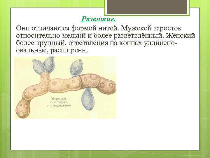 Развитие. Они отличаются формой нитей. Мужской заросток относительно мелкий и более разветвлённый. Женский более