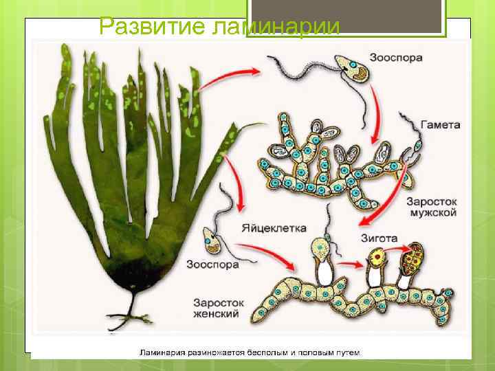 Развитие ламинарии 