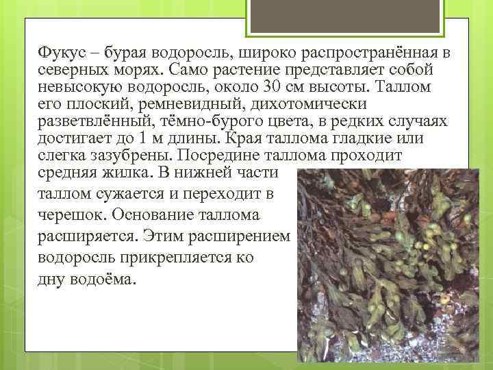 Описание бурых водорослей