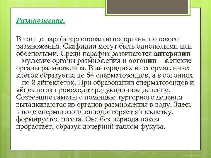 Размножение. В толще парафиз располагаются органы полового размножения. Скафидии могут быть однополыми или обоеполыми.