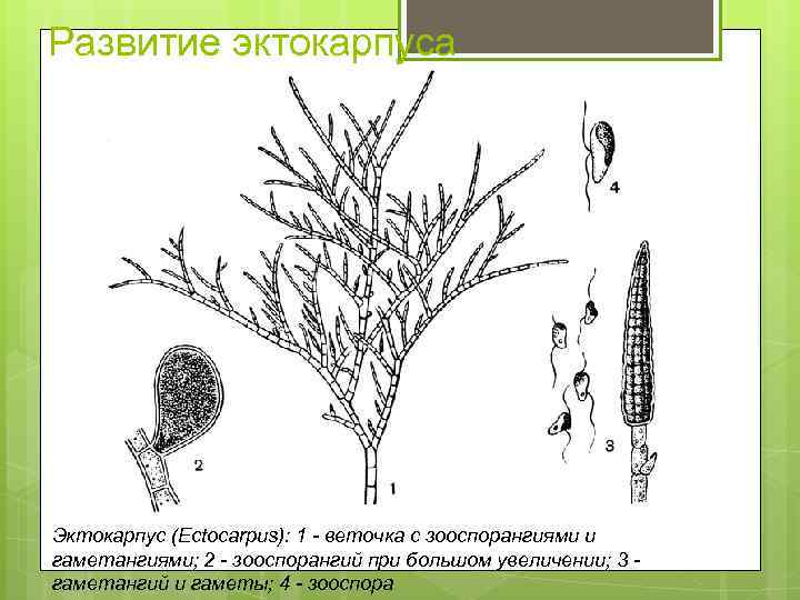 Развитие эктокарпуса Эктокарпус (Ectocarpus): 1 - веточка с зооспорангиями и гаметангиями; 2 - зооспорангий