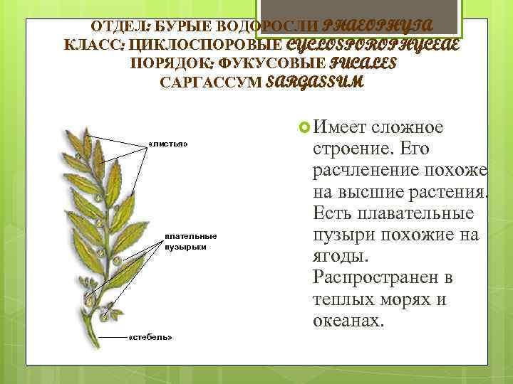 ОТДЕЛ: БУРЫЕ ВОДОРОСЛИ PHAEOPHYTA КЛАСС: ЦИКЛОСПОРОВЫЕ CYCLOSPOROPHYCEAE ПОРЯДОК: ФУКУСОВЫЕ FUCALES САРГАССУМ SARGASSUM Имеет «листья»