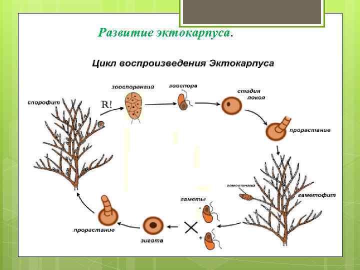 Развитие эктокарпуса. 