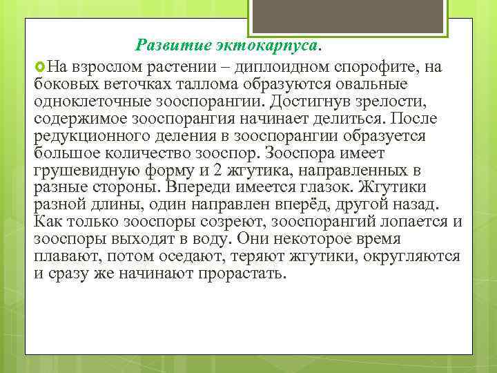 Развитие эктокарпуса. На взрослом растении – диплоидном спорофите, на боковых веточках таллома образуются овальные