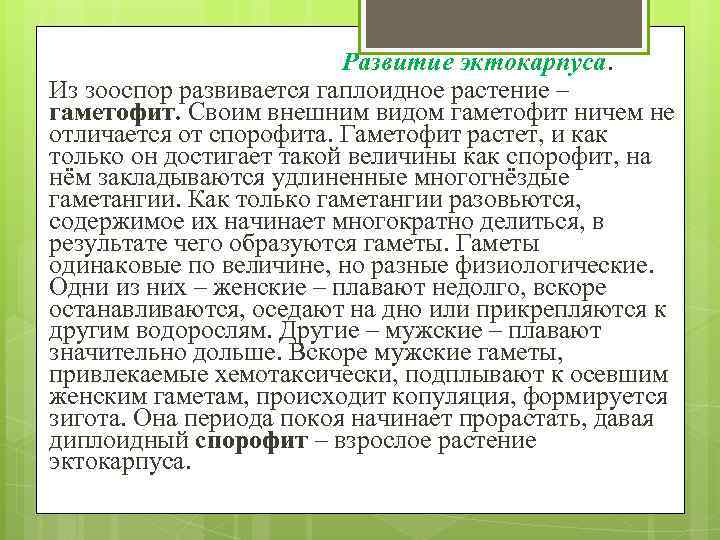 Развитие эктокарпуса. Из зооспор развивается гаплоидное растение – гаметофит. Своим внешним видом гаметофит ничем