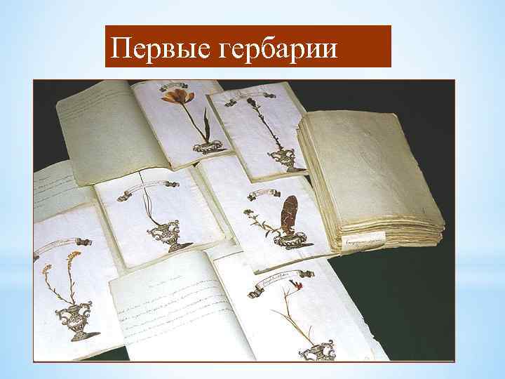 Первые гербарии herb. LE 1. jpg 