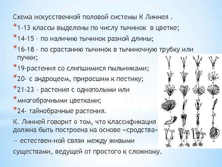 Схема искусственной половой системы К Линнея. *1 -13 классы выделены по числу тычинок в