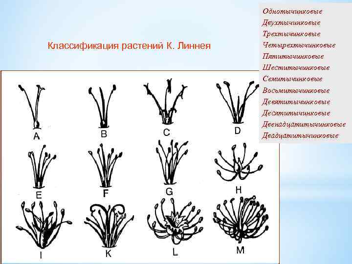 Классификация растений К. Линнея linne 1 a. tif Однотычинковые Двухтычинковые Трехтычинковые Четырехтычинковые Пятитычинковые Шеститычинковые