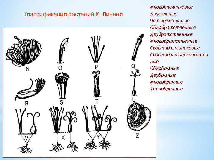 Классификация растений К. Линнея linne 2 a. tif Многотычинковые Двусильные Четырехсильные Однобратственные Двубратственные Многобратственные