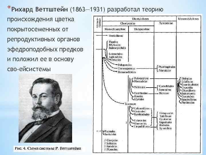 *Рихард Веттштейн (1863— 1931) разработал теорию происхождения цветка покрытосеменных от репродуктивных органов эфедроподобных предков