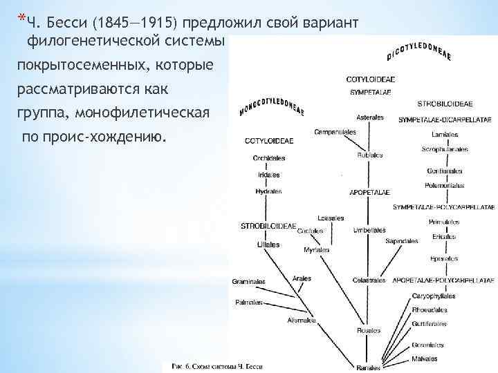 *Ч. Бесси (1845— 1915) предложил свой вариант филогенетической системы покрытосеменных, которые рассматриваются как группа,