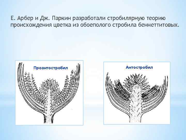 Е. Арбер и Дж. Паркин разработали стробилярную теорию происхождения цветка из обоеполого стробила беннеттитовых.