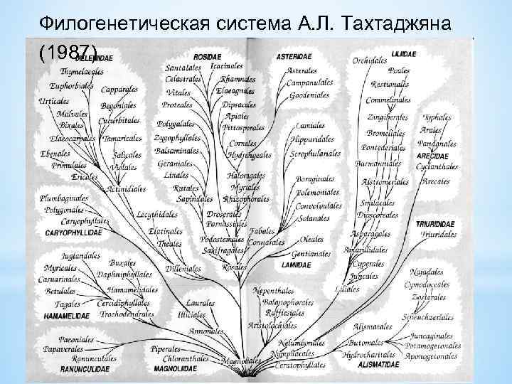 Филогенетическая система А. Л. Тахтаджяна (1987) 