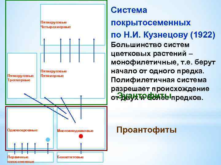 Пятикруговые Четырехмерные Пятикруговые Трехмерные Пятикруговые Пятимерные Однопокровные Многоплодниковые Первичные голосеменные Беннетитовые Cистема покрытосеменных по