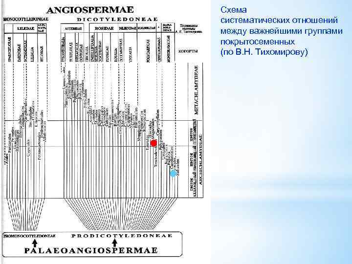 Cхема систематических отношений между важнейшими группами покрытосеменных (по В. Н. Тихомирову) 