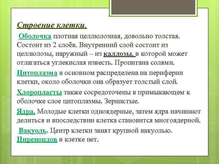 Строение клетки. Оболочка плотная целлюлозная, довольно толстая. Состоит из 2 слоёв. Внутренний слой состоит