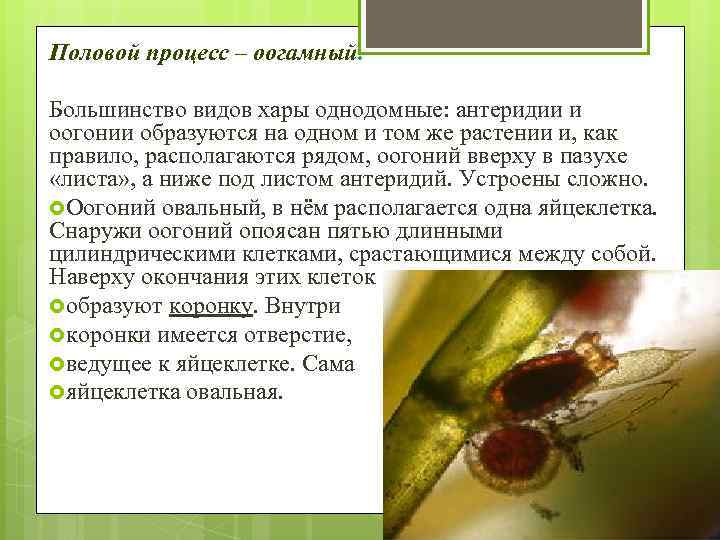 Половой процесс – оогамный. Большинство видов хары однодомные: антеридии и оогонии образуются на одном