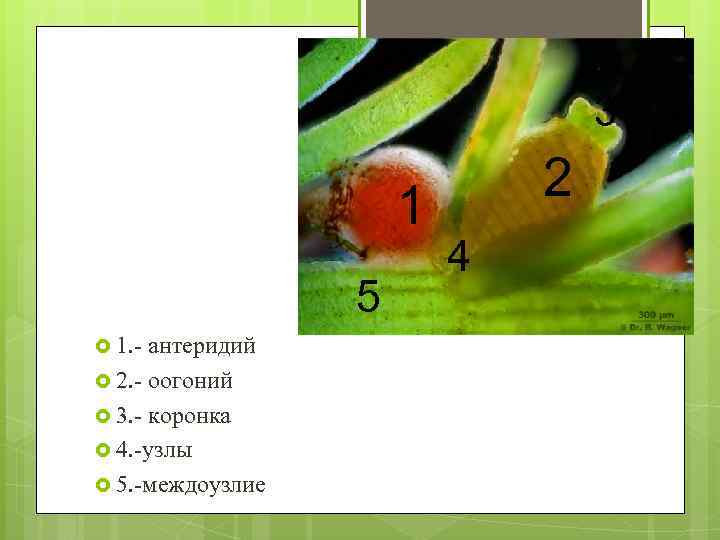 3 1 5 1. - антеридий 2. - оогоний 3. - коронка 4. -узлы