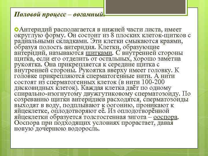 Половой процесс – оогамный. Антеридий располагается в нижней части листа, имеет округлую форму. Он