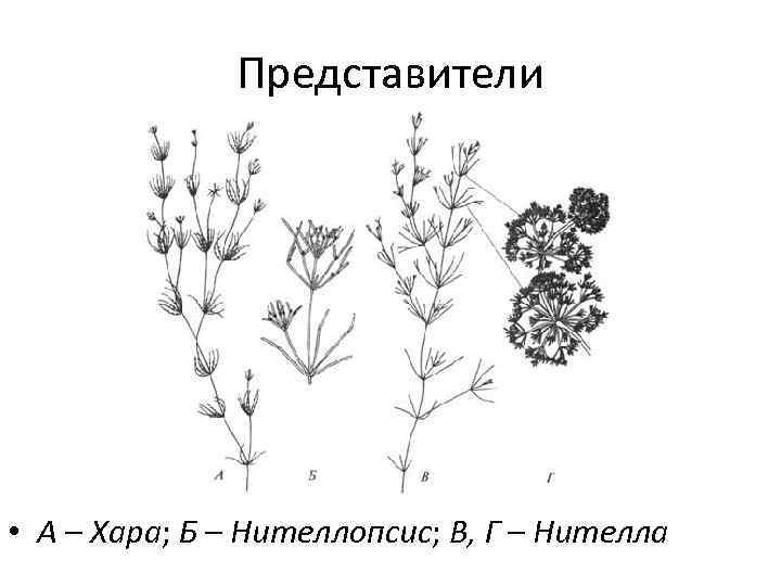 Рассмотрите изображение растений томат нителла овес подпишите