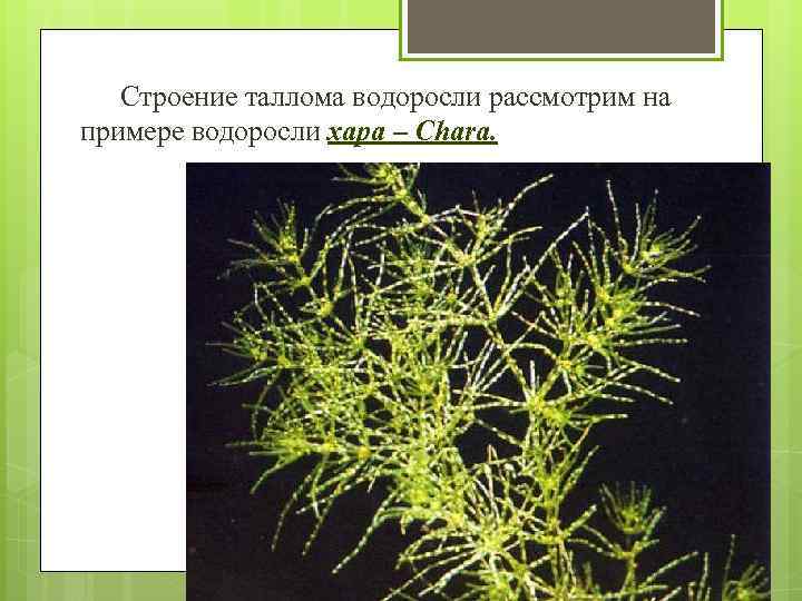 Строение таллома водоросли рассмотрим на примере водоросли хара – Chara. 