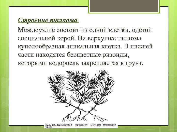 Строение таллома. Междоузлие состоит из одной клетки, одетой специальной корой. На верхушке таллома куполообразная