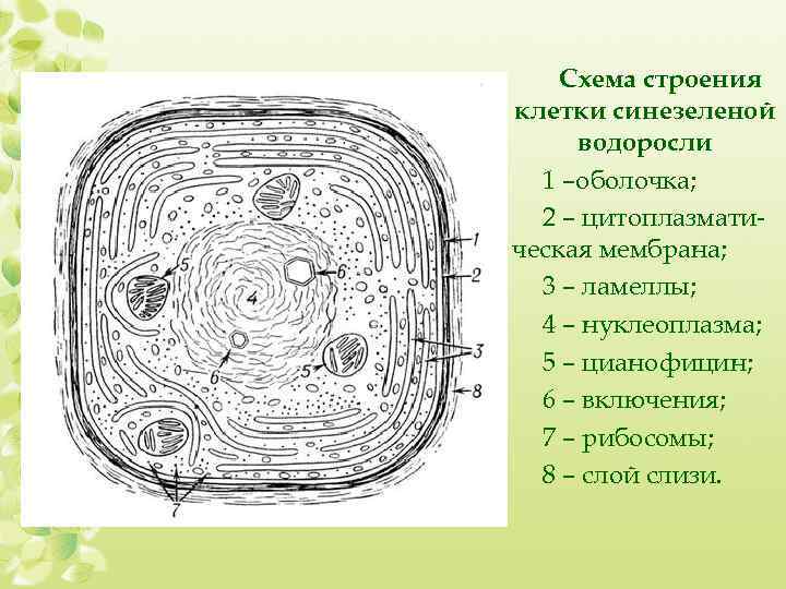 Схема строения клетки синезеленой водоросли 1 –оболочка; 2 – цитоплазматическая мембрана; 3 – ламеллы;