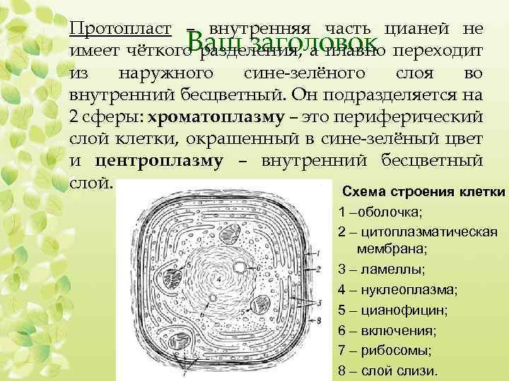 Протопласт – внутренняя часть цианей не Ваш заголовок имеет чёткого разделения, а плавно переходит