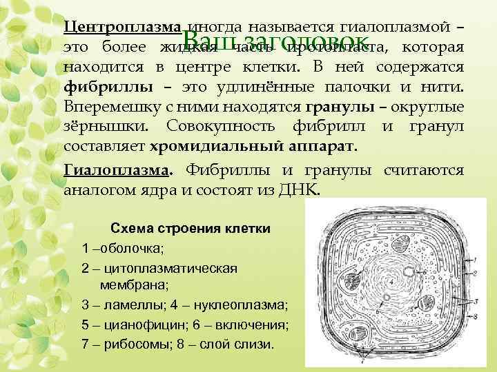 Центроплазма иногда называется гиалоплазмой – это более жидкая часть протопласта, которая находится в центре