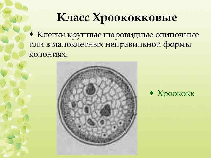 Класс Хроококковые · Клетки крупные шаровидные одиночные или в малоклетных неправильной формы колониях. ·