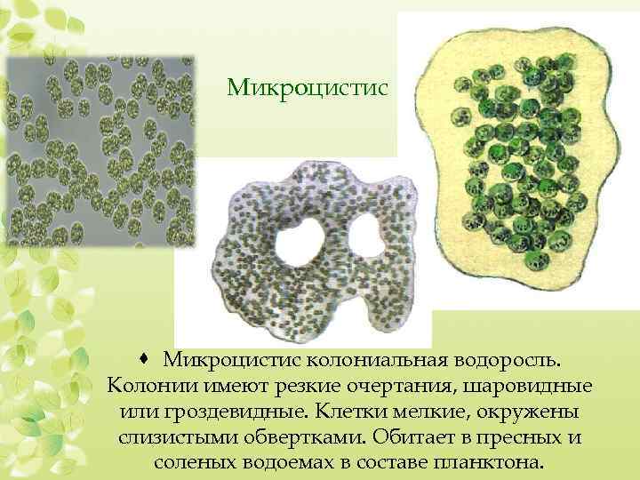Микроцистис · Микроцистис колониальная водоросль. Колонии имеют резкие очертания, шаровидные или гроздевидные. Клетки мелкие,