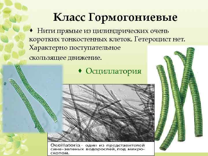 Класс Гормогониевые · Нити прямые из цилиндрических очень коротких тонкостенных клеток. Гетероцист нет. Характерно